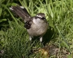 Calandria