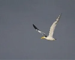 En vuelo 1