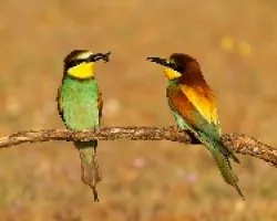Abejarrucos