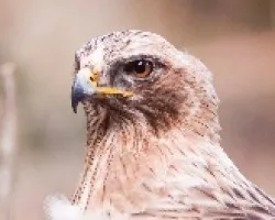 Retrato de aguila perdicera