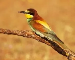 Merops apiaster (Abejarruco com?n)
