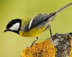 Carbonero comun (Parus major)