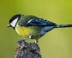 Carbonero comun (Parus major)