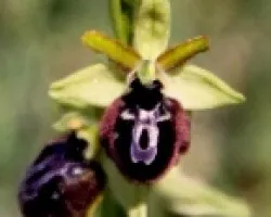 Orquideas silvestres