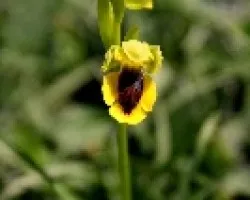 Orquideas silvestres