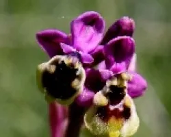 Qrquideas  silvestres