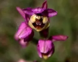 ?Orquideas ?