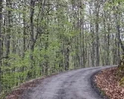 Bosque de hayas