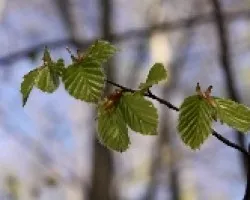 Bosque de hayas