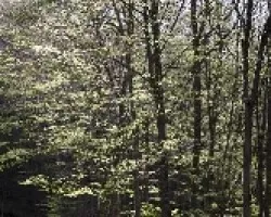 Bosque de hayas