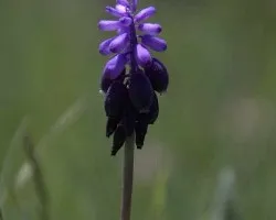 Flores silvestres