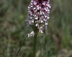 Flores silvestres