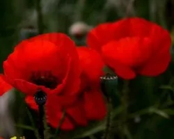 Amapolas