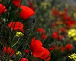 Amapolas