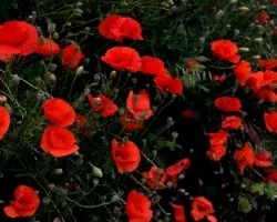 Amapolas