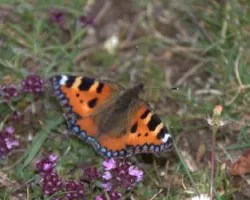 Mariposa