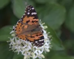 Mariposa