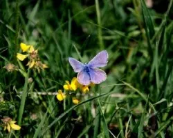Mariposa