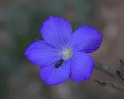 Flor Azul