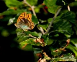 Mariposas de La Demanda ( La Rioja-Espa?Ã‚Â±a )
