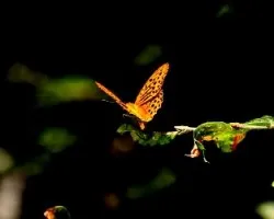 Mariposas de La Demanda ( La Rioja-Espa?Ã‚Â±a )