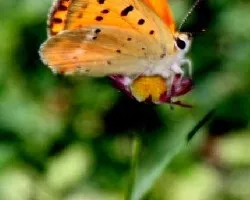 Mariposas de La Demanda ( La Rioja-Espa?Ã‚Â±a )