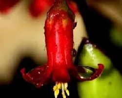 Flores de crasas