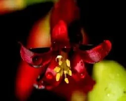Flores de crasa.