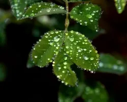 Gotas de rocio