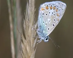 Un d?a entre Mariposas