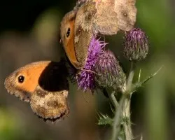 Un d?a entre Mariposas