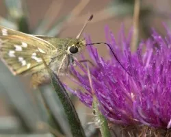 Un d?a entre Mariposas