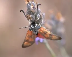 Un d?a entre Mariposas