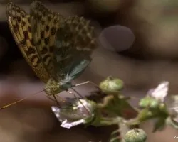 Un d?a entre Mariposas