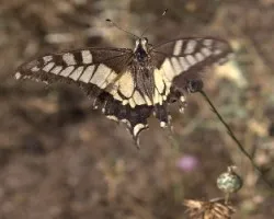 Un d?a entre Mariposas