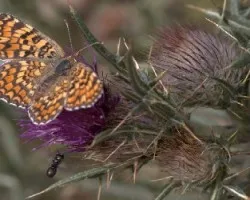 Entre Mariposas