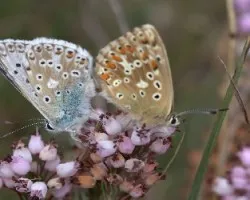 Entre Mariposas