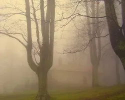 Hayas bajo la niebla