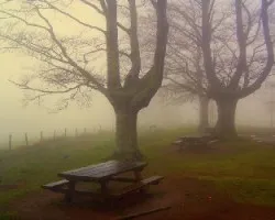 Hayales bajo la niebla.