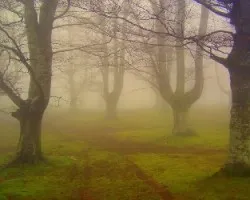 Hayales bajo la niebla.