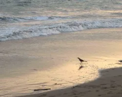 Ave en la playa