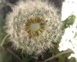 Diente de león