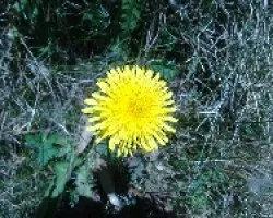 Diente de león
