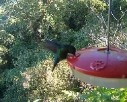 Mi primer toma de colibri