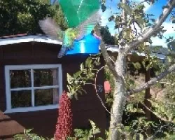 Colibri a toda velocidad