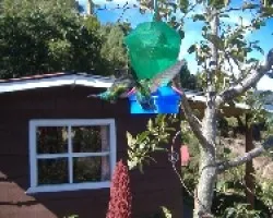 Colibri comiendo