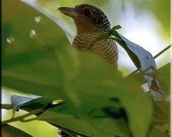 ?