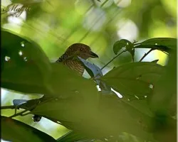 ?