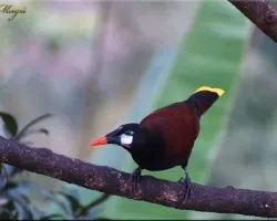 oropendola de montezuma 
