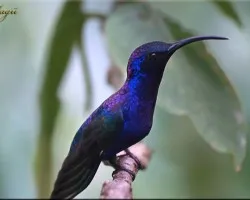 Ala de sable violaceo  - campyloterus hemileucurus